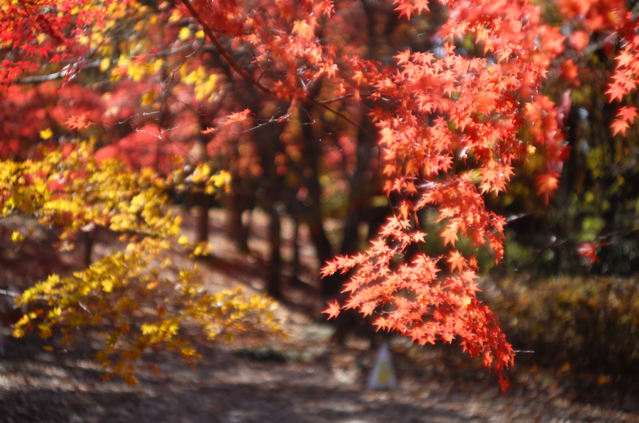 Leica ズマリット L50mm F1.5