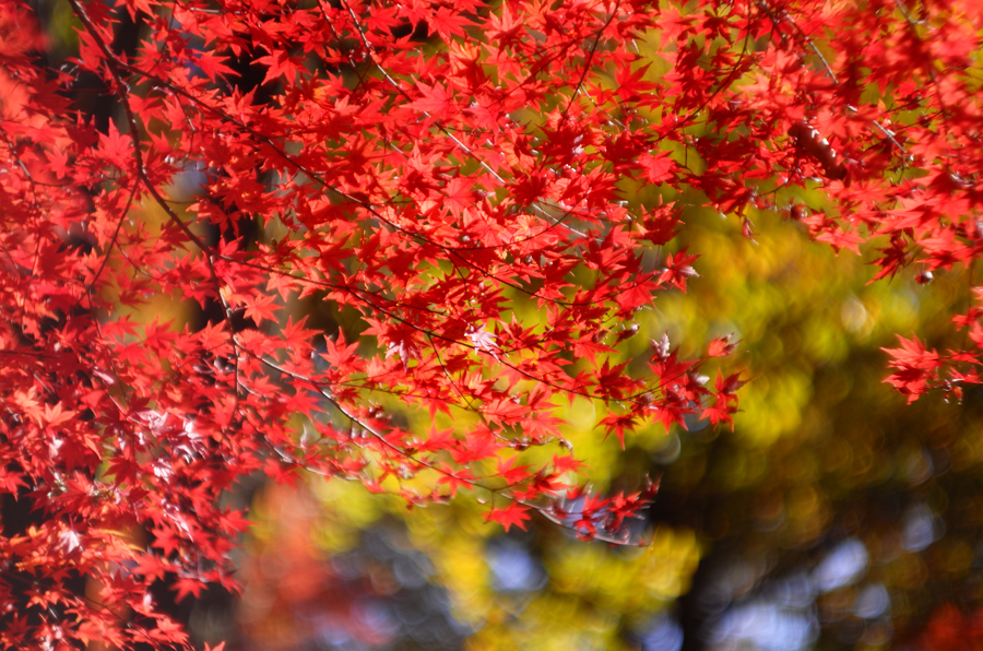 Leica ズマリット L50mm F1.5