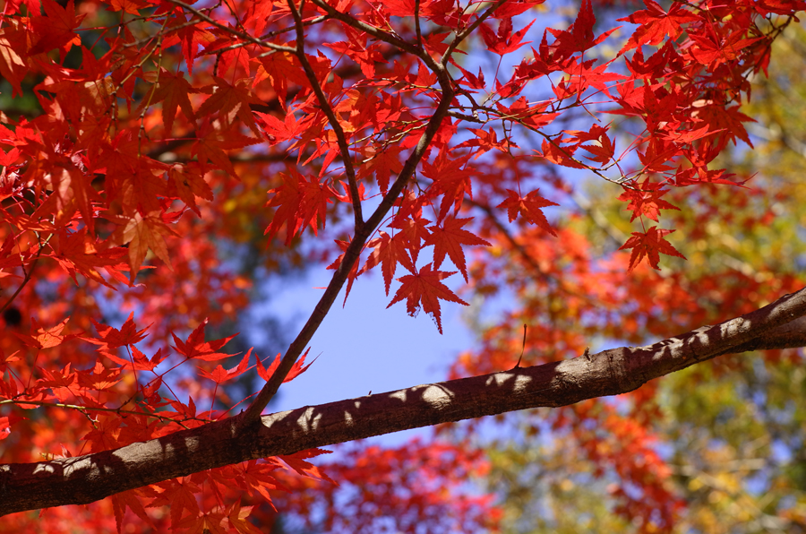 Leica ズマリット L50mm F1.5