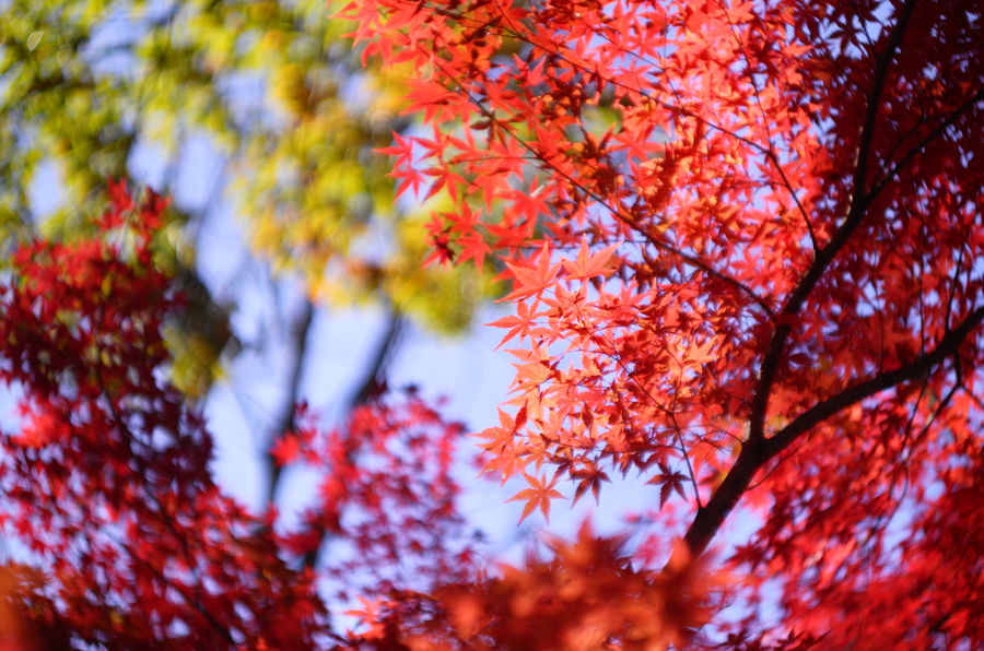 Leica ズマリット L50mm F1.5