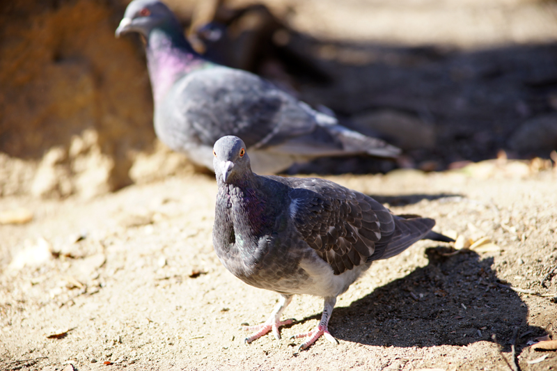 今再びのCONTAX！Vol.37 CONTAX Vario-Sonnar T* 35-135mm F3.3-4.5 MM