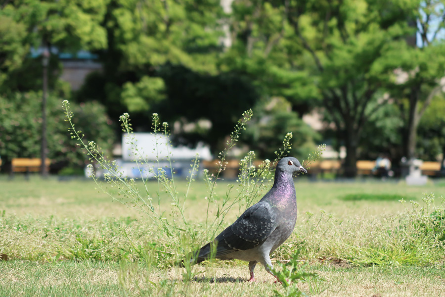 Canon(キヤノン)PowerShot G7X Mark II