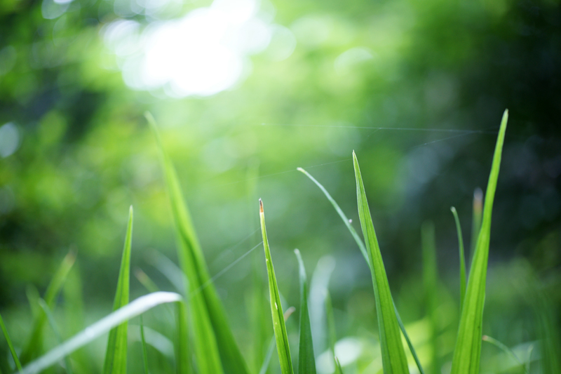 SONY (ソニー) α900ボディ＋SONY (ソニー) 50mm F2.8マクロ