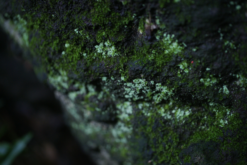 SONY (ソニー) α900ボディ＋SONY (ソニー) 50mm F2.8マクロ