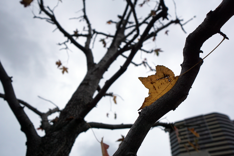 SONY (ソニー) E 10-18mm F4 OSS SEL1018