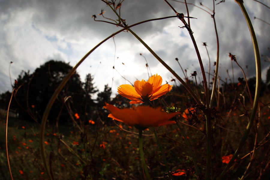 Canon (キヤノン) EOS 5D Mark IV＋Canon (キヤノン) EF8-15mm F4L フィッシュアイ USM