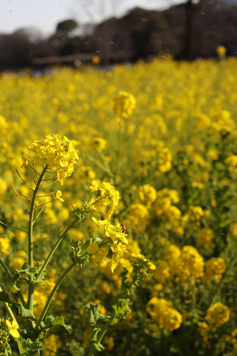 Leica SUMMICRON R 50mm F2 3カム