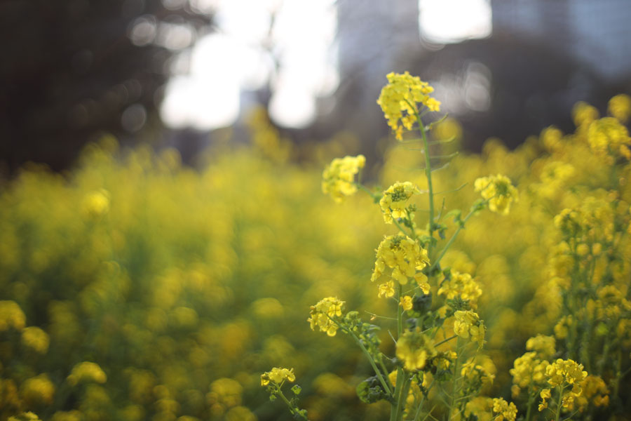 CONTAX Planar T* 50mm F1.4 AE