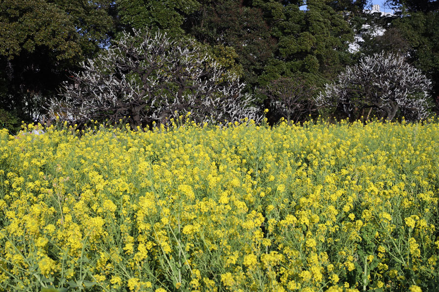 Leica SUMMICRON R 50mm F2 3カム