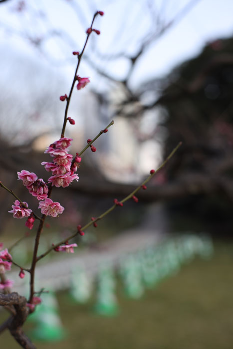 CONTAX Planar T* 50mm F1.4 AE