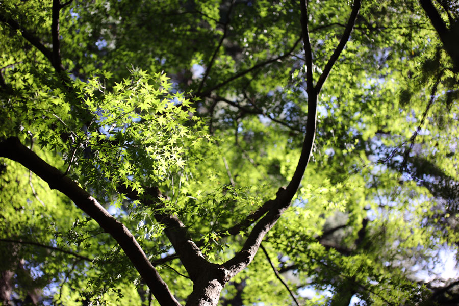 EOS R + ズミルックス M50mm F1.4 ASPH.