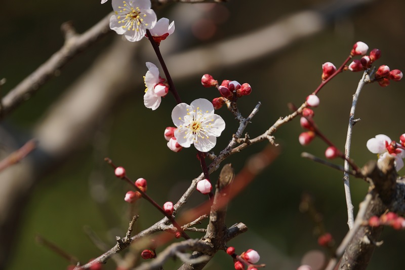 SONY (ソニー) 70-300mm F4.5-5.6 G SSM II SAL70300G2 