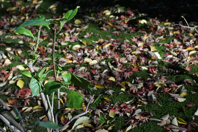 SONY (ソニー) DT16-50mm F2.8 SSM SAL1650