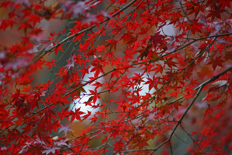 今再びのCONTAX! Vol.36 Sonnar T*180mm F2.8 MM | THE MAP TIMES