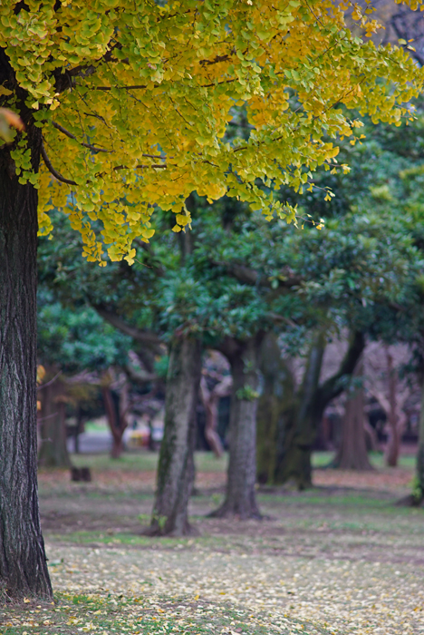 今再びのCONTAX! Vol.36 Sonnar T*180mm F2.8 MM | THE MAP TIMES