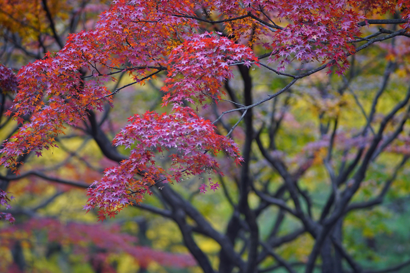 今再びのCONTAX! Vol.36 Sonnar T*180mm F2.8 MM | THE MAP TIMES