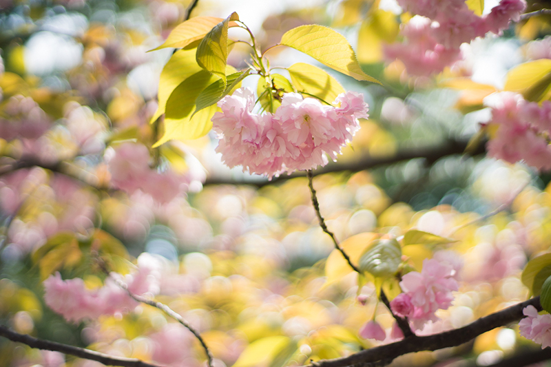 SONY α7×CONTAX PlanarT* 50mm F1.4AE