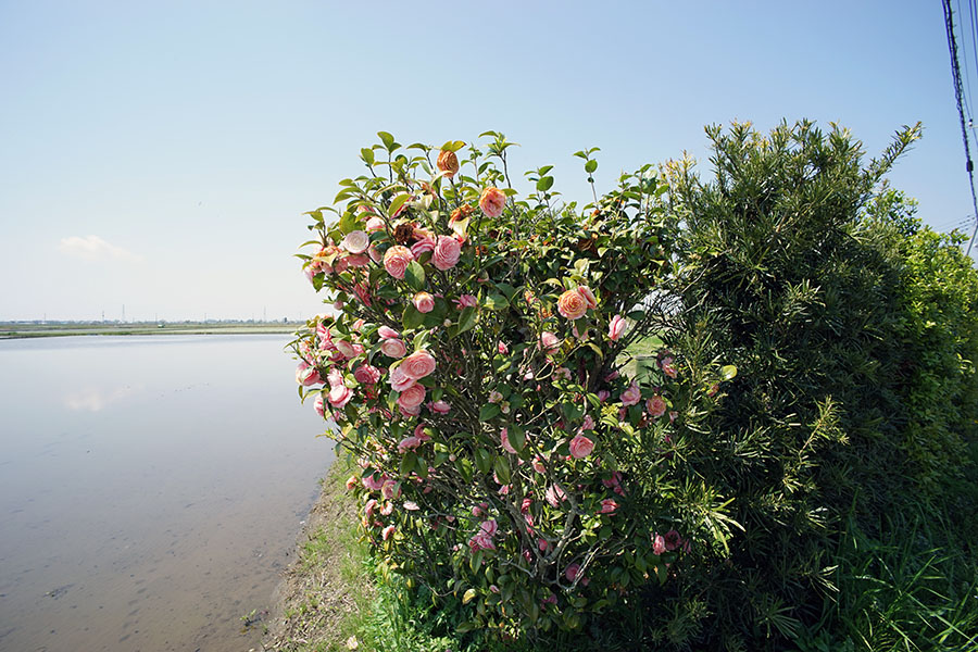 CONTAX (コンタックス) Distagon T*18mm F4