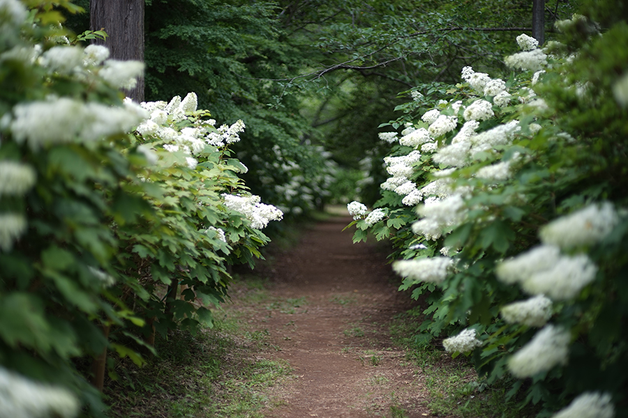 CONTAX  Planar T*85mm F1.2 AE (50th)