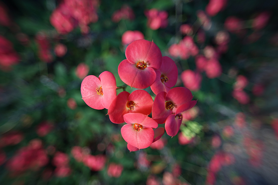 今再びのCONTAX！Vol.38 CONTAX Distagon T* 15mm F3.5AE | THE MAP TIMES