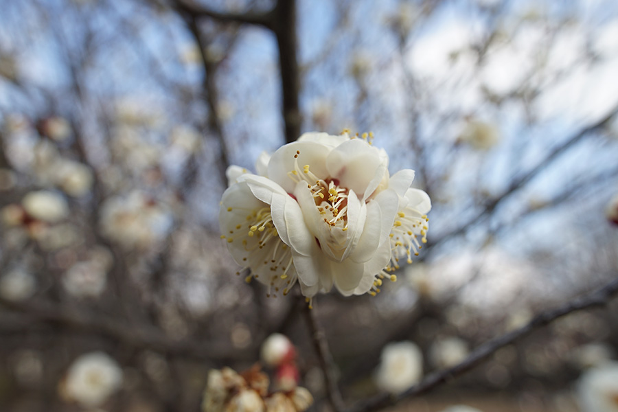 CONTAX Distagon T*15mm F3.5 AE 