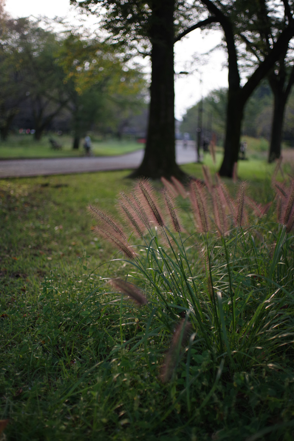 PENTAX K-1×FA43mm F1.9 Limited