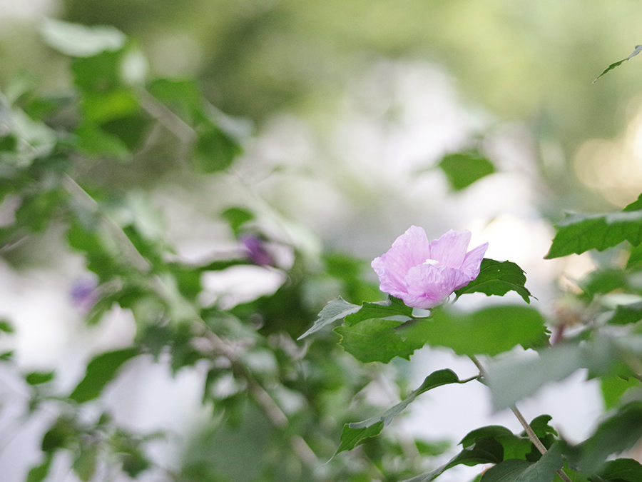 PENTAX (ペンタックス) FA645 80-160mm F4.5