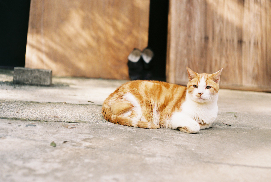 leica M3+Summicron 50mm F2