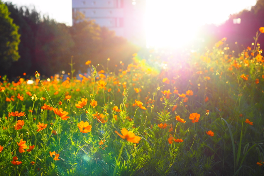 OLYMPUS (オリンパス) OM-D E-M1+M.ZUIKO DIGITAL ED12-40mm F2.8 PRO