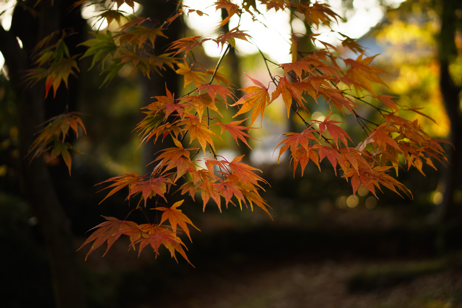 SONY (ソニー) α6300 ボディ ILCE-6300+E 50mm F1.8 OSS SEL50F18 ブラック