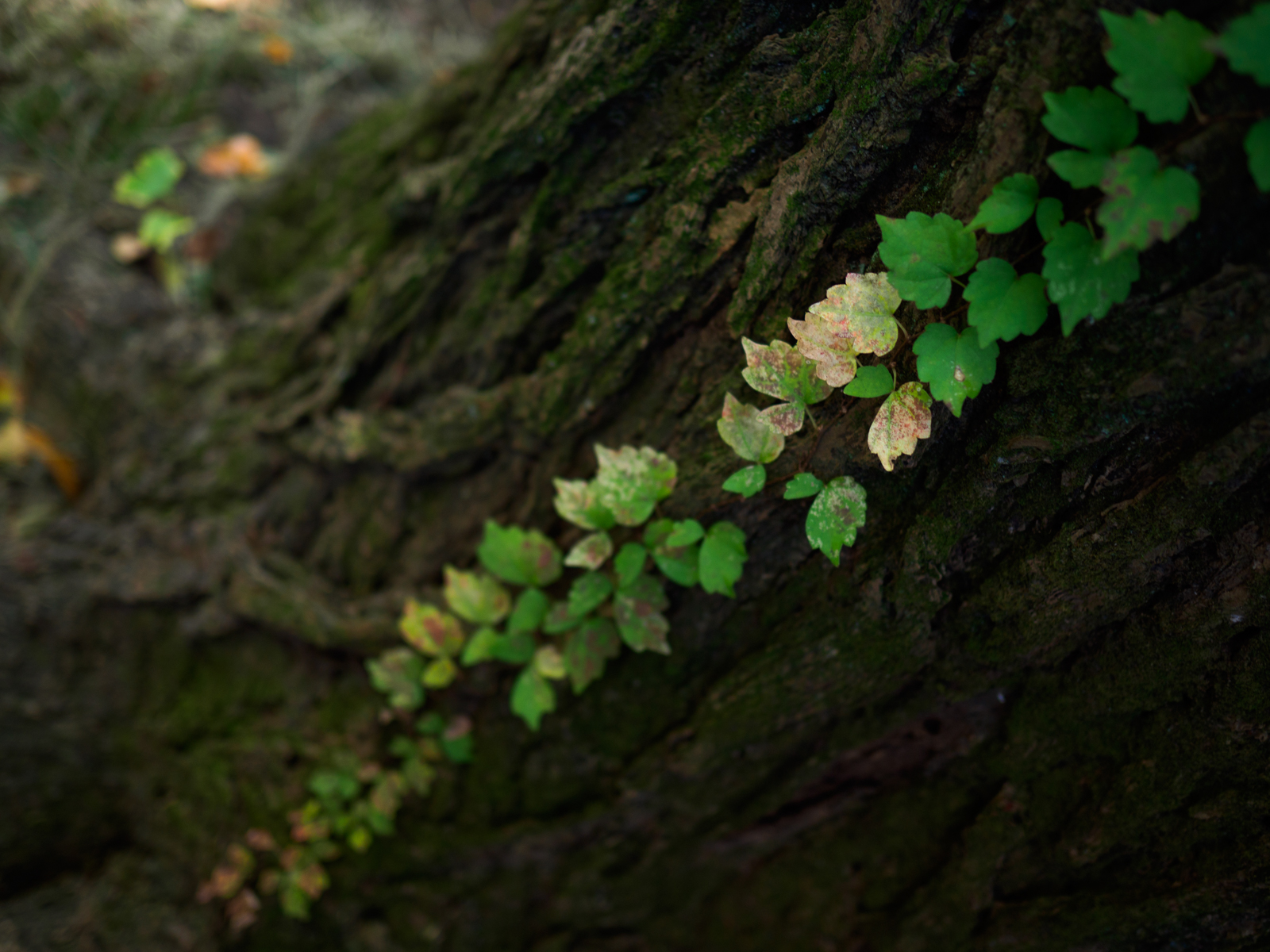 OLYMPUS】「MarkⅡを待ちわびて」 M.Zuiko Digital 25mm F1.8 | THE