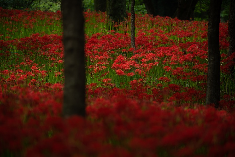 SONY (ソニー) α7RIII ボディ ILCE-7RM3+FE 70-200mm F4 G OSS SEL70200G