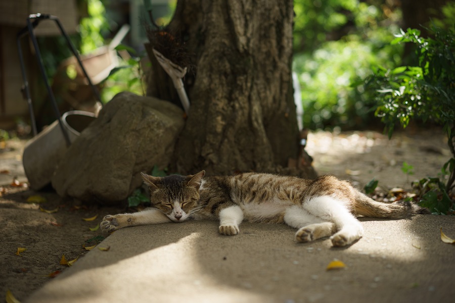 α7II + Sonnar T* FE 55mm F1.8 ZA