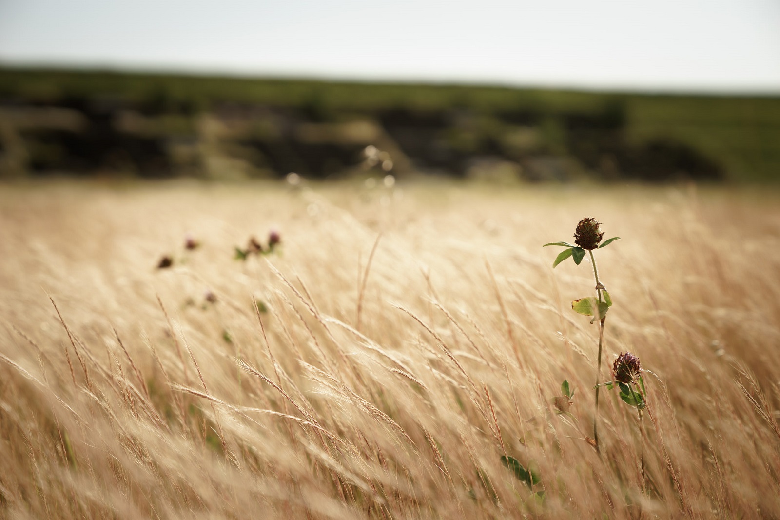 α7II + FE 24-70mm F2.8 GM