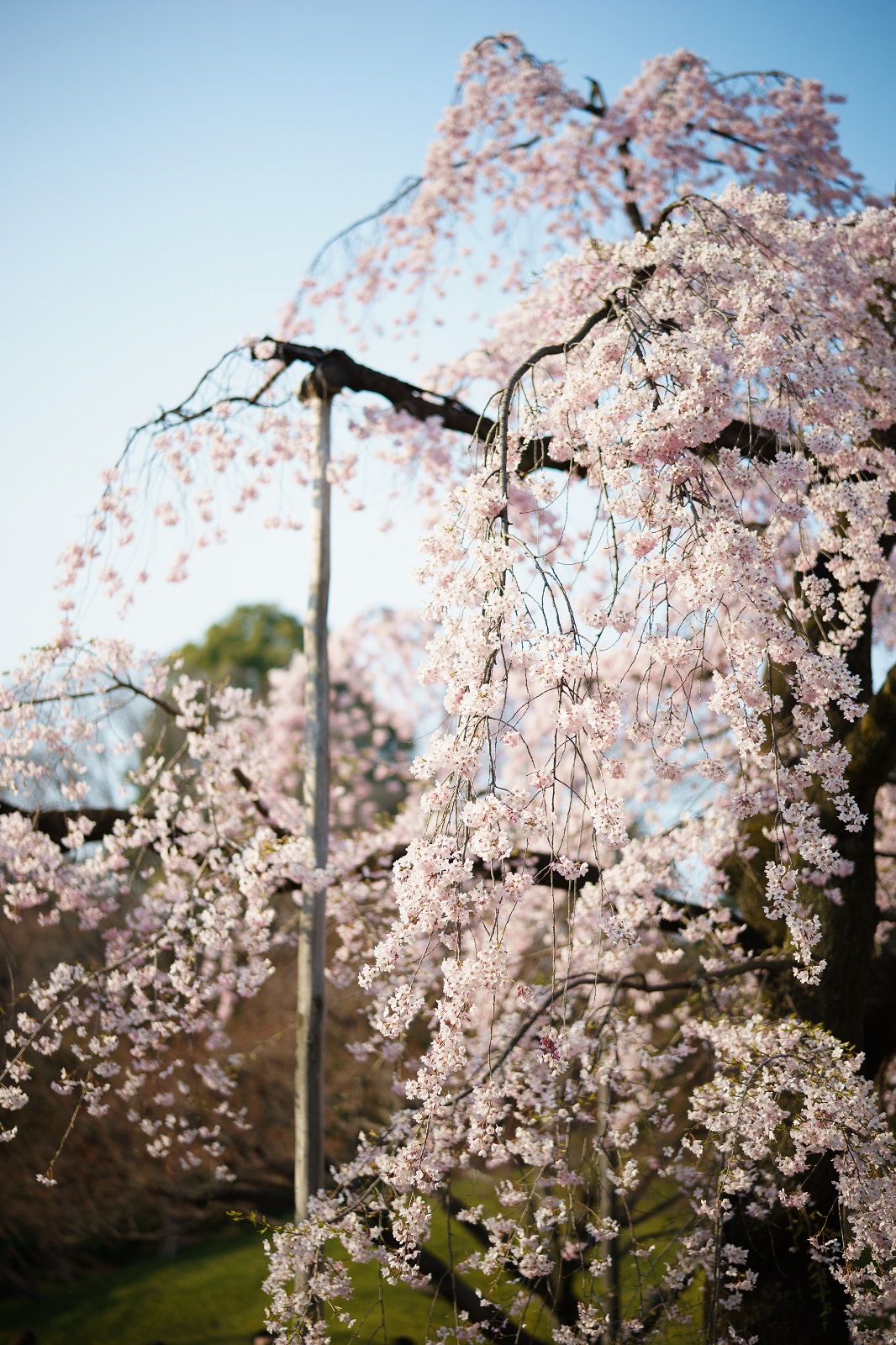 SONY (ソニー) α7II ボディ ILCE-7M2+Planar T* FE 50mm F1.4 ZA SEL50F14Z