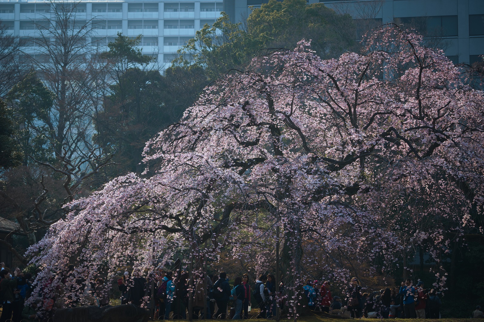 SONY (ソニー) α7II ボディ ILCE-7M2+FE 70-200mm F4 G OSS SEL70200G