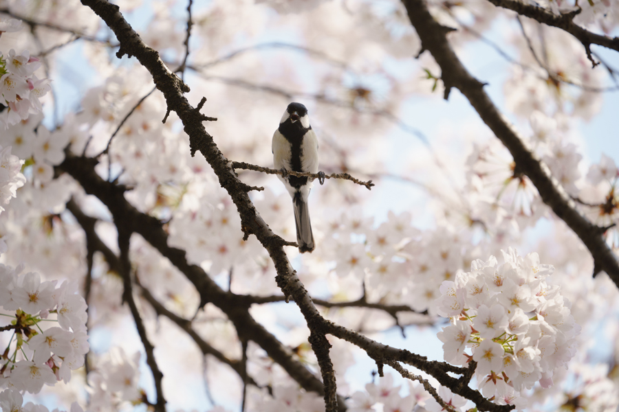 SONY (ソニー) α7RIII ボディ ILCE-7RM3+FE 100-400mm F4.5-5.6 GM OSS SEL100400GM