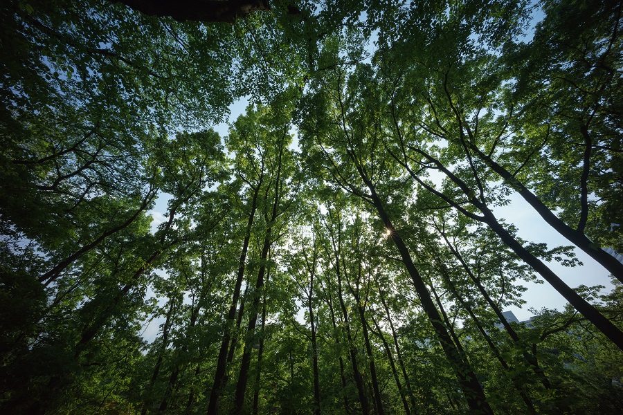 SONY (ソニー) α7IIボディ ILCE-7M2+Voigtlander (フォクトレンダー) ULTRA WIDE-HELIAR 12mm F5.6 Aspherical II VM（ライカM用)