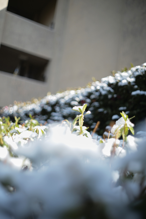 Leica M10-P+M35mm F2.0(6枚玉)