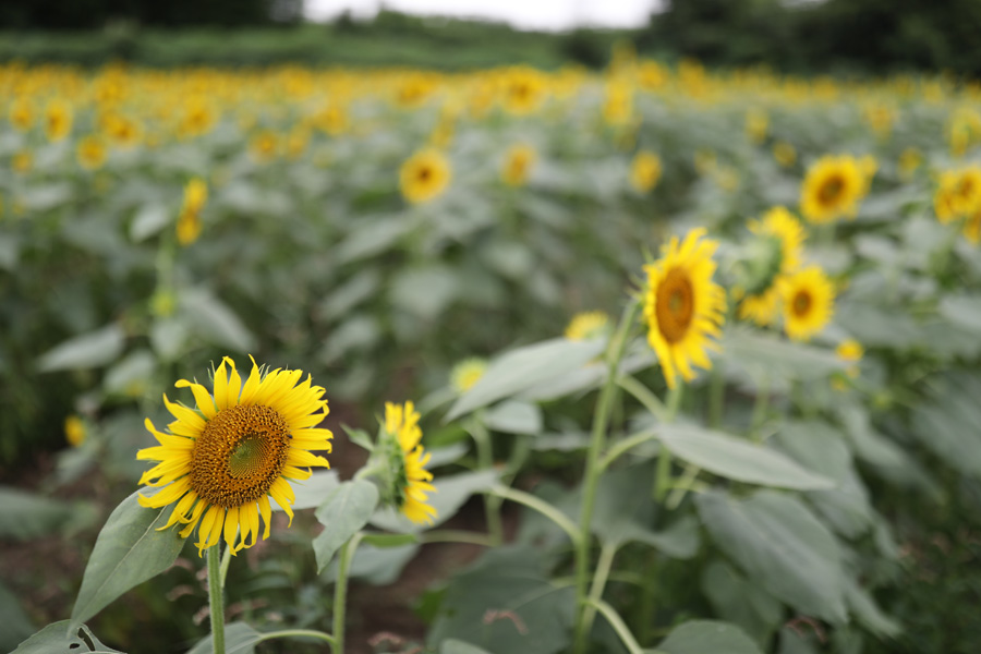 Canon EOS 5D MarkⅣ+EF35mm F1.4L II USM