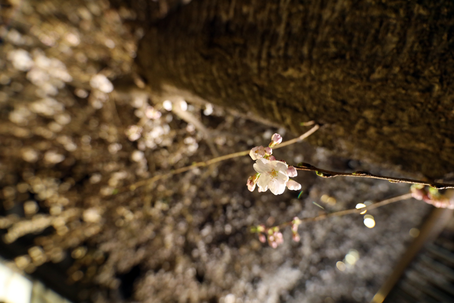 Canon EOS 5D MarkIV＋SIGMA Art14-24mm F2.8 DG HSM