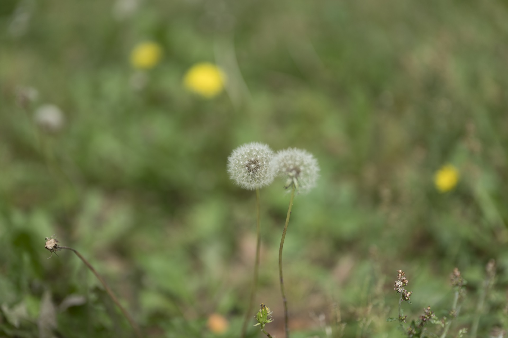 Leica SL(Typ601)×Leica ズミルックス SL50mm F1.4 ASPH.