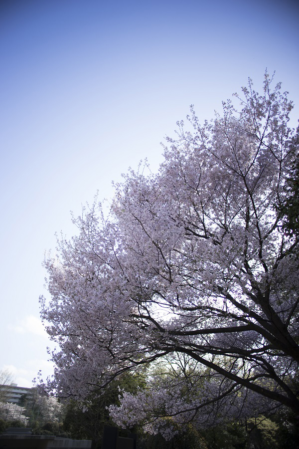 SONY α7II×Leica ズミルックス 21mm F1.4