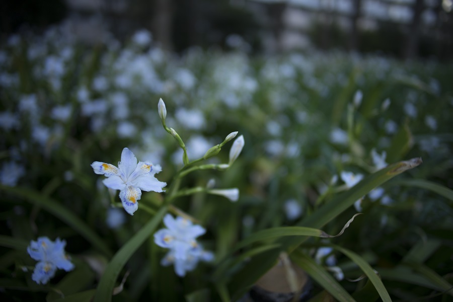 SONY α7II×Leica ズミルックス 21mm F1.4