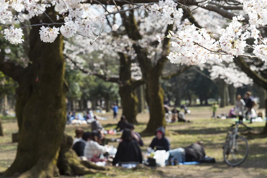 Leica M(Typ240)×Leica ズミルックス 75mm F1.4