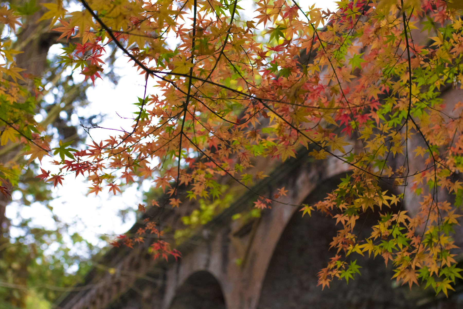 Canon EOS 7D MarkⅡ×SIGMA A 35mm F1.4 DG HSM