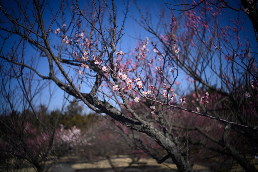 Nikon Z7 + Leica Elmar-L35mm　F3.5