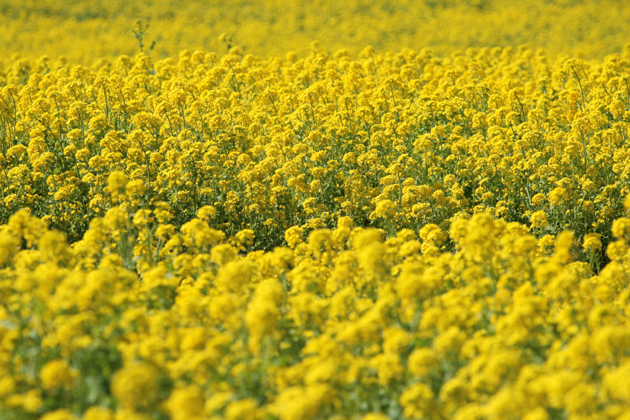 いちめんの菜の花