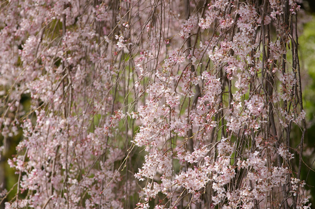 桜のカーテン