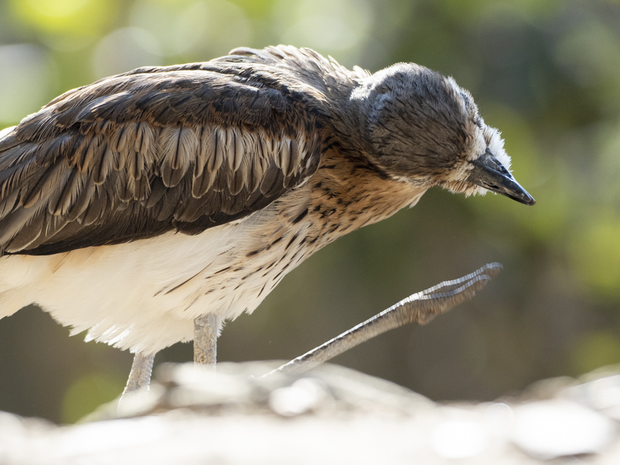 キャンベルタウン野鳥の森にて